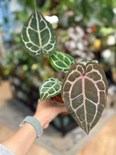 Kép betöltése a galériamegjelenítőbe: DocBlock Anthurium Michelle® - EXCLUSIVE

