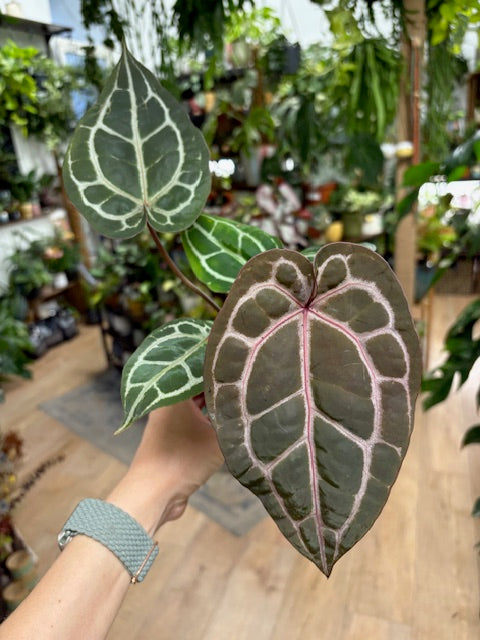 DocBlock Anthurium Michelle® - EXCLUSIVE