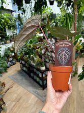 Kép betöltése a galériamegjelenítőbe: DocBlock Anthurium Michelle® - EXCLUSIVE
