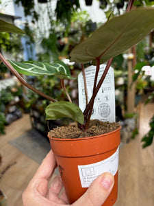 DocBlock Anthurium Michelle® - EXCLUSIVE