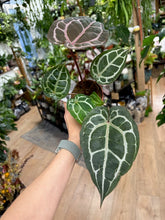 Kép betöltése a galériamegjelenítőbe: DocBlock Anthurium Michelle® - EXCLUSIVE

