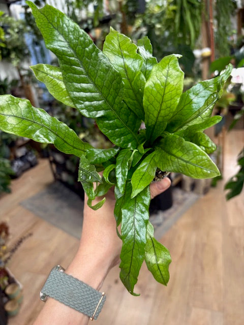 Microsorum musifolium ‘Crocodyllus’ - Krokodil páfrány - Crocodile fern