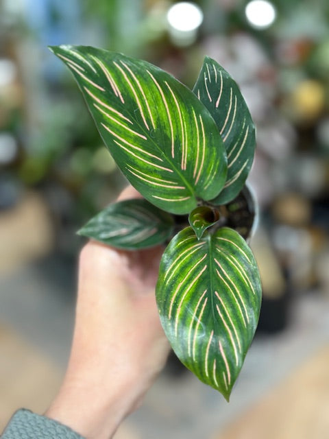 Calathea ornata 