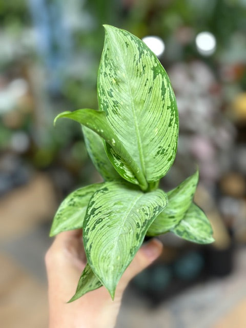 dieffenbachia mérgező Dieffenbachia "Snow" 6cm - Buzogányvirág