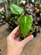 Kép betöltése a galériamegjelenítőbe: Anthurium veitchii 6cm
