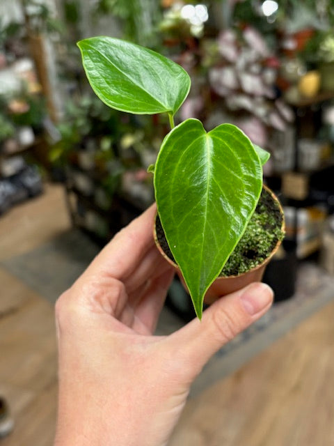 Anthurium veitchii 6cm