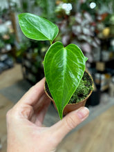 Kép betöltése a galériamegjelenítőbe: Anthurium veitchii 6cm
