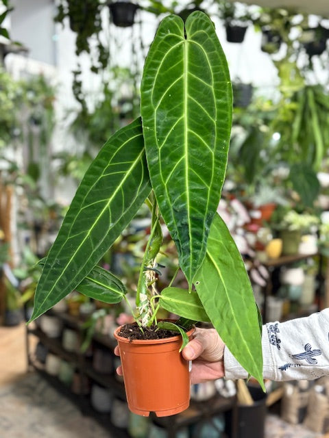 Anthurium warocqueanum - CSAK SZEMÉLYES ÁTVÉTELLEL