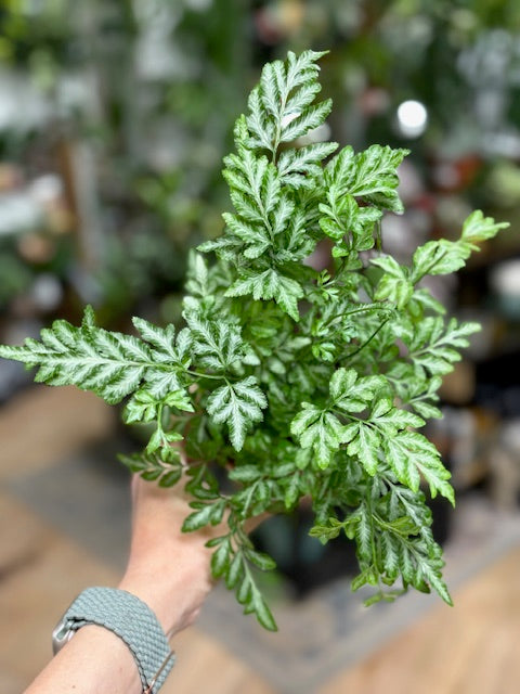 Pteris ensiformis 'Evergemiensis' - Szalagpáfrány - Tropical Home 