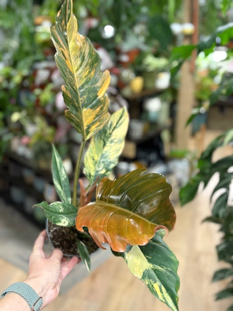 Philodendron caramel marble 1.