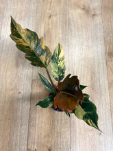 Kép betöltése a galériamegjelenítőbe: Philodendron caramel marble 1.
