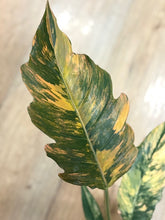 Kép betöltése a galériamegjelenítőbe: Philodendron caramel marble 1.
