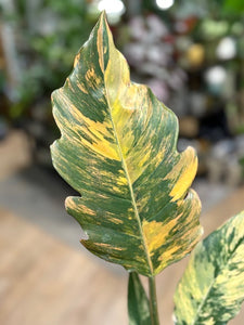 Philodendron caramel marble 1.
