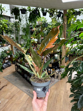 Kép betöltése a galériamegjelenítőbe: Philodendron caramel marble 1.
