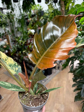 Kép betöltése a galériamegjelenítőbe: Philodendron caramel marble 1.
