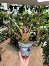 Kép betöltése a galériamegjelenítőbe: Philodendron caramel marble 2.
