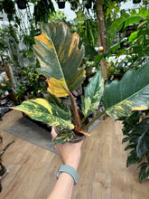Kép betöltése a galériamegjelenítőbe: Philodendron caramel marble 2.
