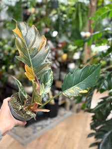 Philodendron caramel marble 2.