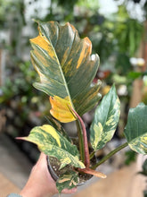 Kép betöltése a galériamegjelenítőbe: Philodendron caramel marble 2.
