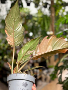 Philodendron caramel marble 2.