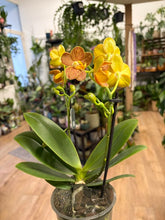 Kép betöltése a galériamegjelenítőbe: Phalaenopsis "Indian summer"
