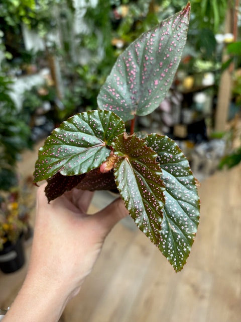 Begonia 