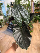 Kép betöltése a galériamegjelenítőbe: Alocasia "Antoro velvet" 11cm
