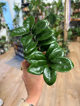 Kép betöltése a galériamegjelenítőbe: Zamioculcas zamiifolia "Zenzi" 9cm - Agglegénypálma "Zenzi"
