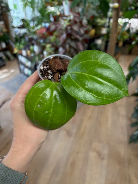 Hoya latifolia 