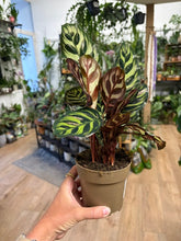 Kép betöltése a galériamegjelenítőbe: Calathea makoyana 11cm - Pávás zebralevél - Peacock plant
