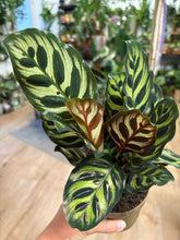 Kép betöltése a galériamegjelenítőbe: Calathea makoyana 11cm - Pávás zebralevél - Peacock plant

