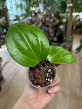 Kép betöltése a galériamegjelenítőbe: Hoya latifolia &quot;Sarawak cream&quot;
