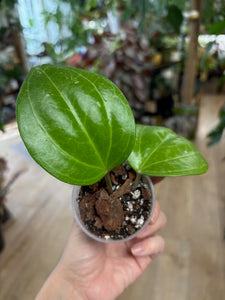 Hoya latifolia "Sarawak cream"