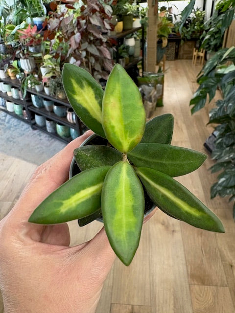 Hoya DS-70 variegata