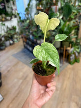 Kép betöltése a galériamegjelenítőbe: Monstera deliciosa "Mint" 8cm
