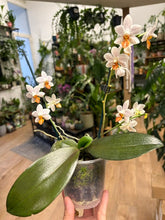 Kép betöltése a galériamegjelenítőbe: Phalaenopsis Mini Mark
