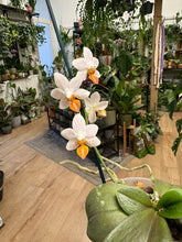 Kép betöltése a galériamegjelenítőbe: Phalaenopsis Mini Mark
