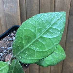 Hoya verticillata "Lampung" 3.