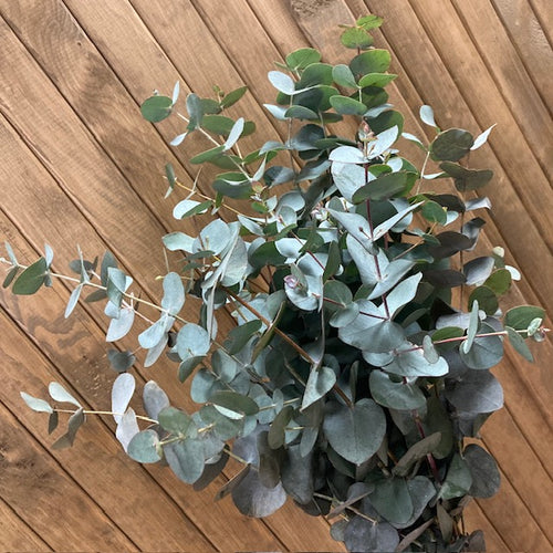 Eucalyptus cinerea 