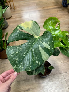 Monstera deliciosa “Thai constellation"  15cm cserépátmérő