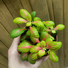 Kép betöltése a galériamegjelenítőbe: Fittonia &quot;Bubble green&quot; - Hálóslevél - Nerve plant - Tropical Home 
