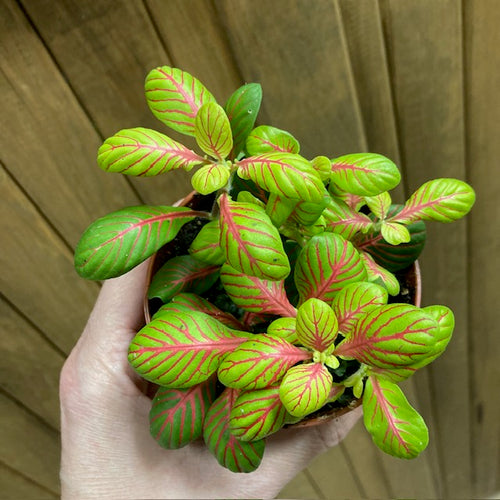 Fittonia 