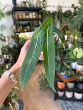 Kép betöltése a galériamegjelenítőbe: Anthurium pallidiflorum
