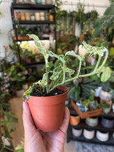 Kép betöltése a galériamegjelenítőbe: Monstera "Frozen freckles" 9cm
