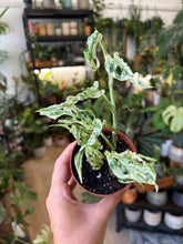 Kép betöltése a galériamegjelenítőbe: Monstera "Frozen freckles" 9cm
