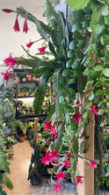 Kép betöltése a galériamegjelenítőbe: Epiphyllum &quot;Leon herick&quot; - Saját szaporítás
