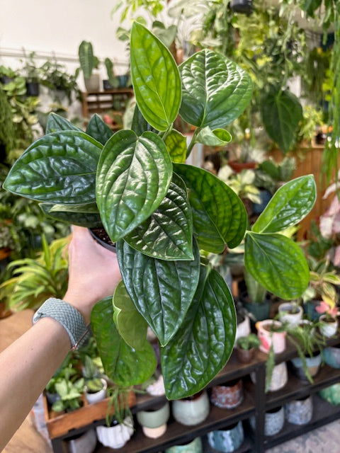 Monstera karstenianum 