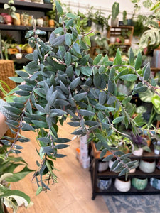 Aeschynanthus "Caroline"- Rúzsvirág