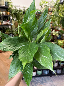 Spathiphyllum 'Diamond' variegated - Vitorlavirág tarka - Peace lily