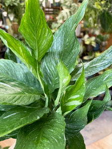 Spathiphyllum 'Diamond' variegated - Vitorlavirág tarka - Peace lily